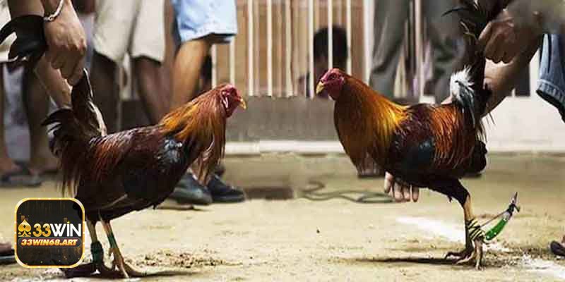 Đá gà trực tiếp Campuchia - Tạo tài khoản nhanh